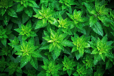 A pattern of green plant leaves, top view. rosettes and bright green petals on the flower bed. 