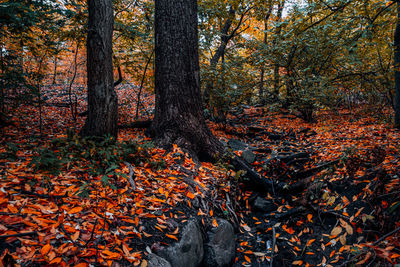 Trees growing in forest during autumn