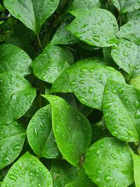 Full frame shot of raindrops on leaves