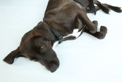 High angle view of dog against white background