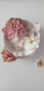 Close-up of roses against white background