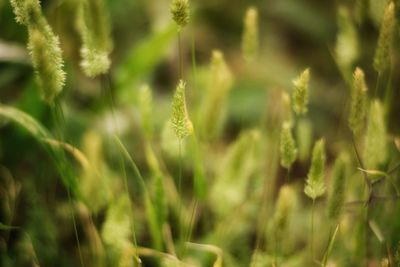 Close-up of fresh green grass