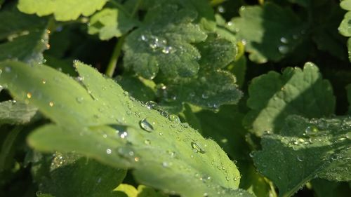 Close-up of water drops on leaves