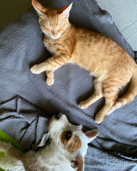 High angle view of cat sleeping