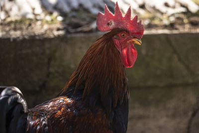 Close-up of rooster