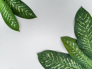 Close-up of fresh green leaves against white background