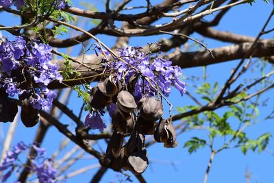 Low angle view of flowers blooming on tree