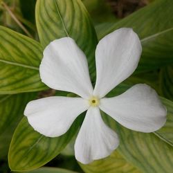 Close-up of white flowers