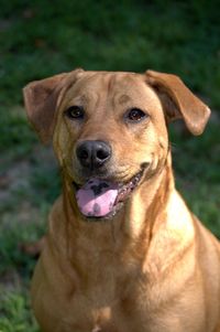 Close-up portrait of a dog