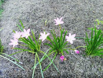 High angle view of purple crocus blooming on field