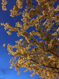 Low angle view of cherry blossom tree