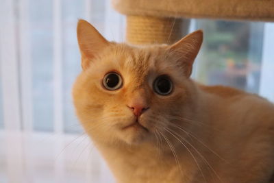 Close-up portrait of a cat