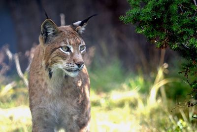 Close-up portrait of horse