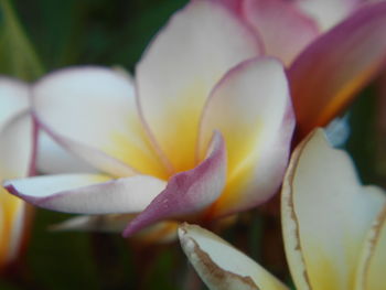 Close-up of flower blooming outdoors