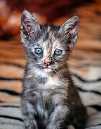 Close-up portrait of cat