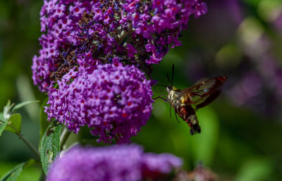 Close-up of butterfly pollinating on purple flower