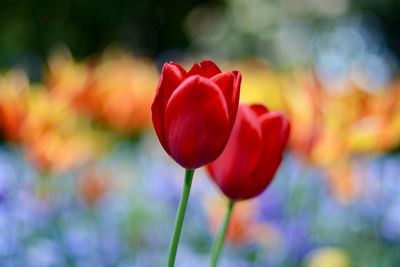 Close-up of flowers against blurred background