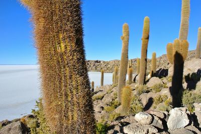 Cactus plant against clear sky