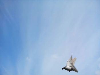 Low angle view of bird flying against blue sky