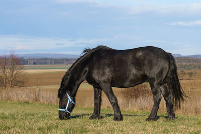 Horse standing on field