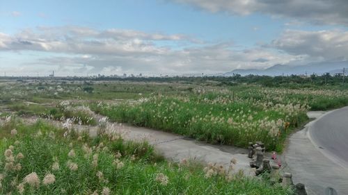 Scenic view of agricultural field against sky