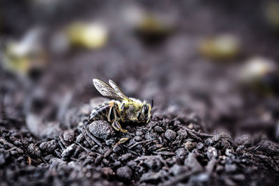 Close-up of bee on ground