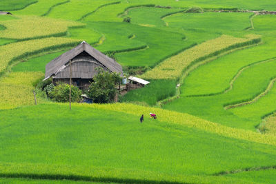 Scenic view of agricultural field