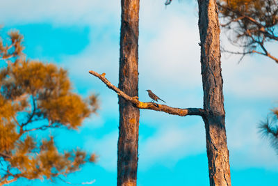 Low angle view of bare tree against sky