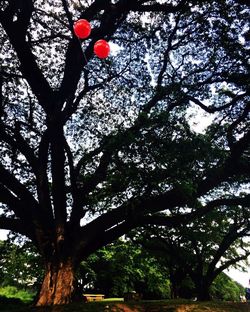 Low angle view of tree against sky