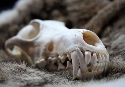 Close-up of animal skull