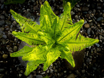 High angle view of fern plant growing on field