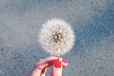 Close-up of female hand holding dandelion