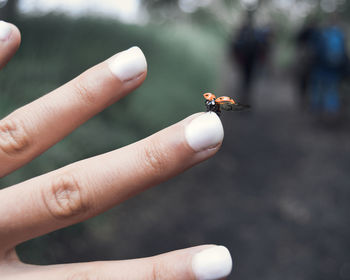 Close-up of hand holding small insect