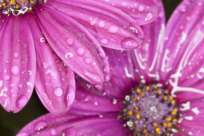 Close-up of water drops on pink flower