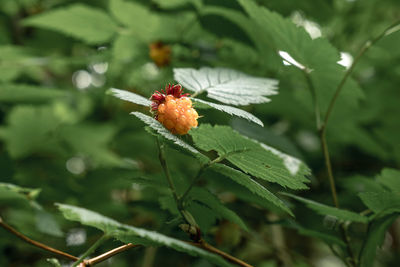 Close-up of red berries on plant