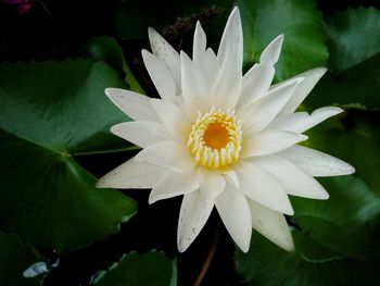 Close-up of white flowering plant