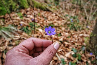 Close-up of hand holding flower