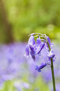 Close-up of purple flowering plant