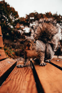 Portrait of squirrel on bench