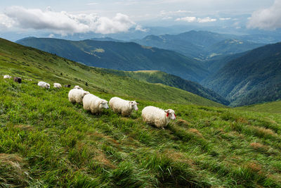 High in the mountains shepherds graze cattle among the panorama of wild forests and field