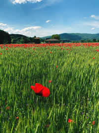 Red poppy flowers growing on field