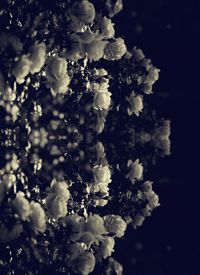Close-up of cherry blossoms in spring