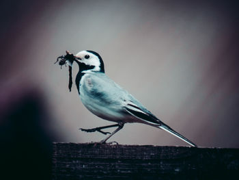 Close-up of bird perching on branch