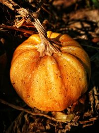 Close-up of pumpkin