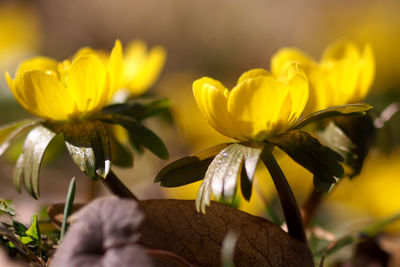 Close-up of yellow flowering plant