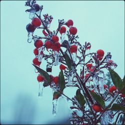 Low angle view of red flowers