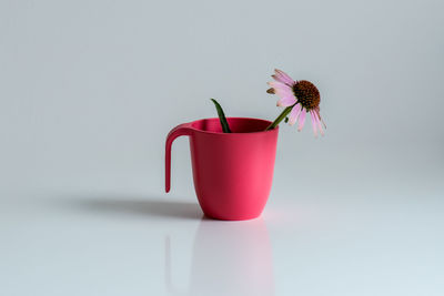 Close-up of red flower in vase against white background