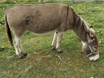 View of horse grazing in field