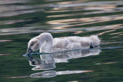 Bird swimming on water