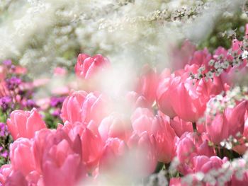 Close-up of pink flowers